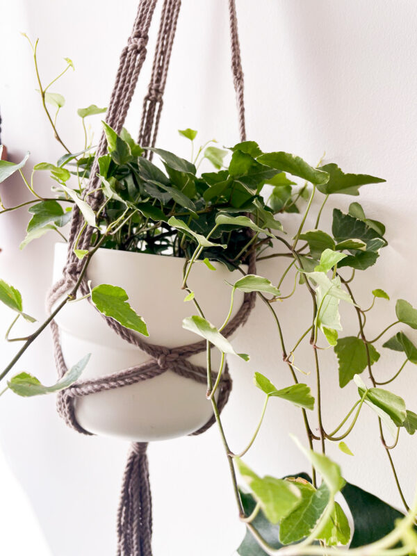 Suspension pour plante classique_01 Suspension pour plante classique_01