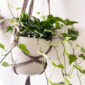 Suspension pour plante classique_01